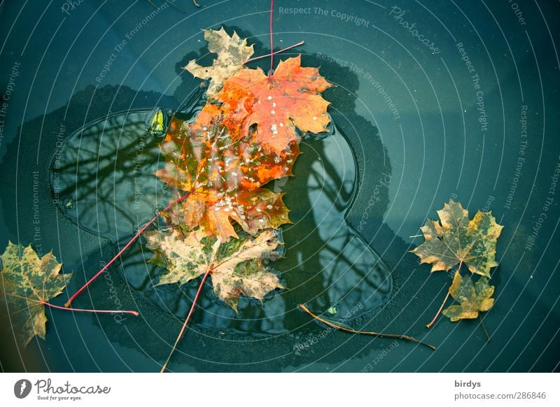 kleine Herbstpfütze Wasser Ahornblatt leuchten verblüht ästhetisch außergewöhnlich einzigartig Wandel & Veränderung Pfütze Herbstlaub herbstlich