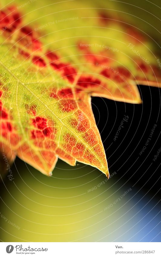 Tschüß Herbst! Natur Pflanze Blatt Wein Blattadern Spitze gelb rot Farbfoto mehrfarbig Außenaufnahme Nahaufnahme Detailaufnahme Makroaufnahme Menschenleer