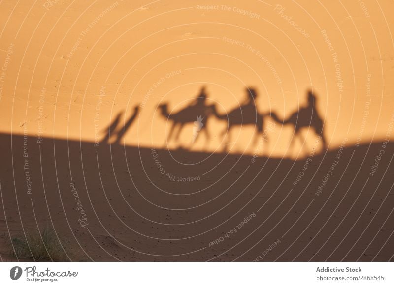 Schatten auf Sand von Kamelen und Menschen Wüste Marrakesch Marokko Landen gehen Natur Ferien & Urlaub & Reisen Afrika Tourismus heiß Karavane Abenteuer Tier