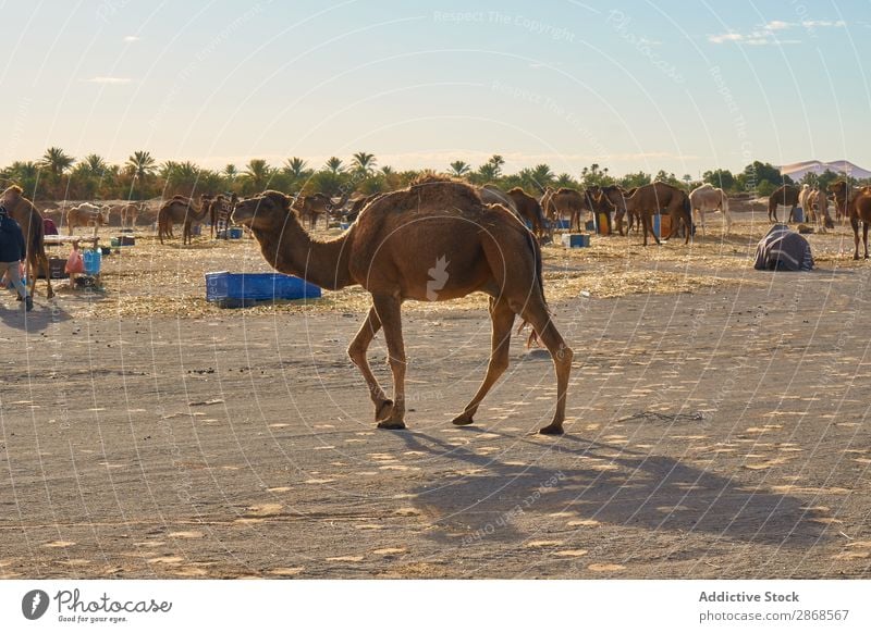 Herde vieler Kamele an Land Wüste Marrakesch Marokko weidend Himmel Sand Landen Natur blau Ferien & Urlaub & Reisen Afrika Tourismus heiß Karavane Abenteuer