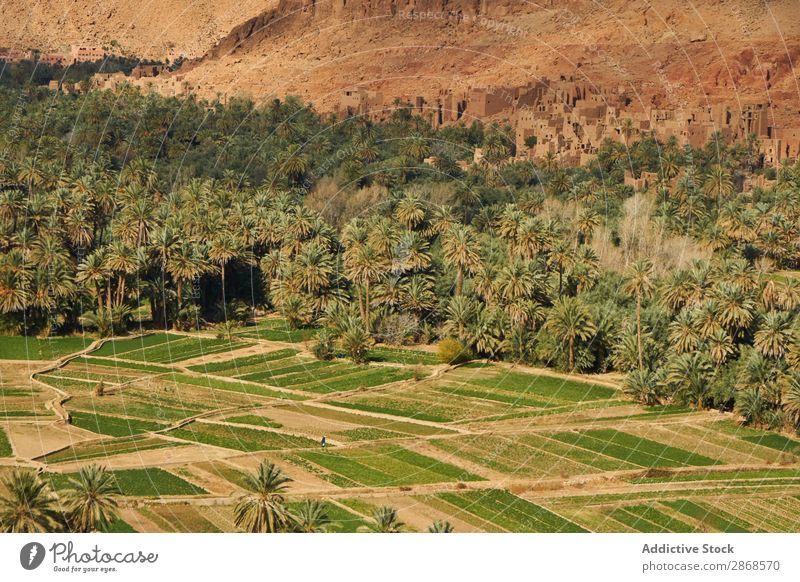 Grüner Wald bei Steinbauwerken auf einem Hügel Oase Konstruktion Marrakesch Marokko antik Handfläche Baum Landen Gebäude Berge u. Gebirge tropisch alt Stadt Tal