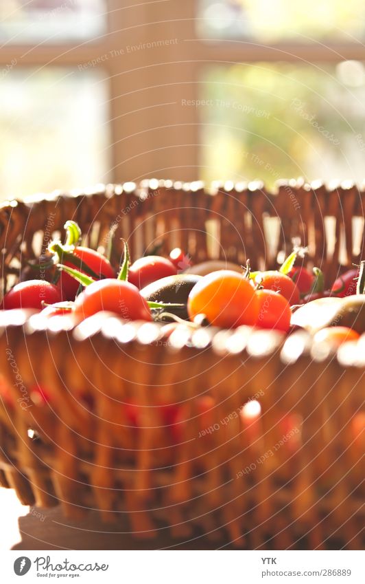Tomato Harvest Lebensmittel Gemüse Frucht Ernährung Essen Pflanze Sommer Blatt Nutzpflanze kaufen Gesunde Ernährung Tomate Strauchtomate Ernte Korb vitaminreich