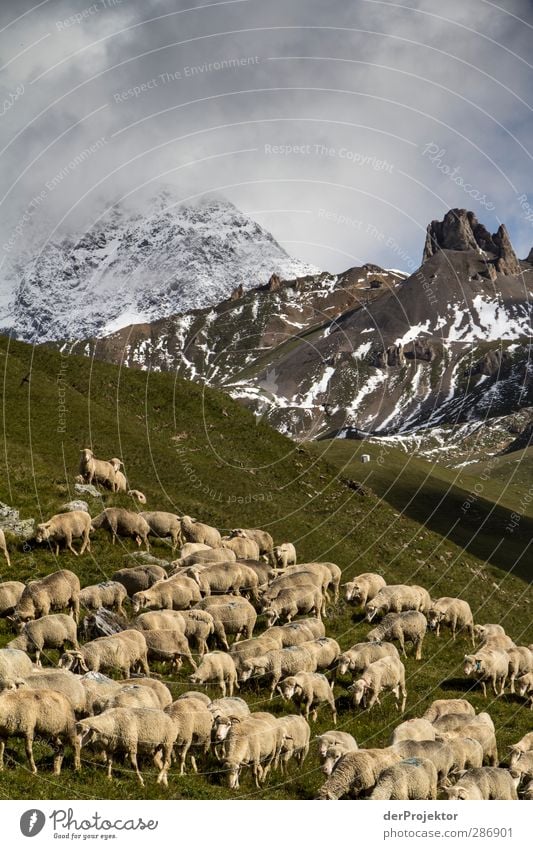 Schafherde in Savoier Alpen Natur Landschaft Pflanze Tier Wolken Sommer Gras Feld Felsen Berge u. Gebirge Gipfel Schneebedeckte Gipfel Nutztier Fell Herde alt