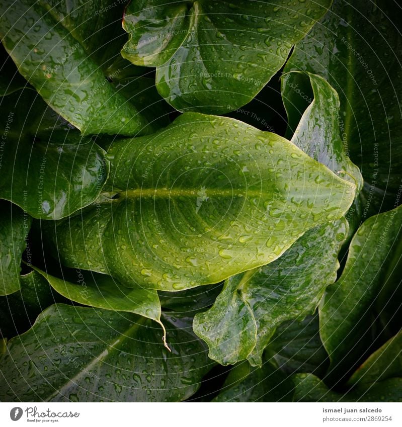 grüne Pflanze Blätter Textur Blatt Tropfen Regen glänzend hell Garten geblümt Natur abstrakt Konsistenz frisch Außenaufnahme Hintergrund Beautyfotografie