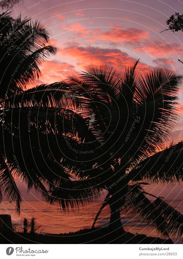Sonnenuntergang II Palme Meer Strand Seychellen violett Gegenlicht