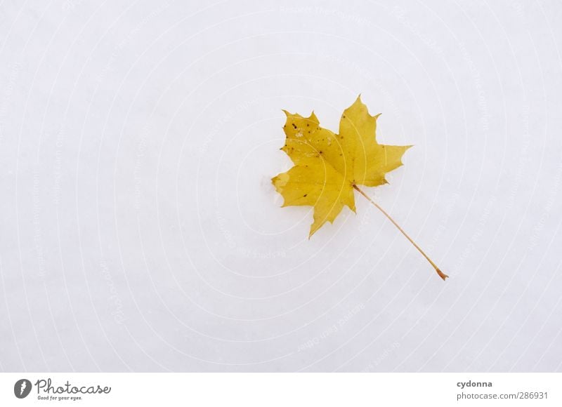 Herbstblatt im Schnee Umwelt Natur Winter Klima Klimawandel Eis Frost Blatt ästhetisch Einsamkeit einzigartig entdecken Farbe Freiheit Idylle Leben ruhig Schutz