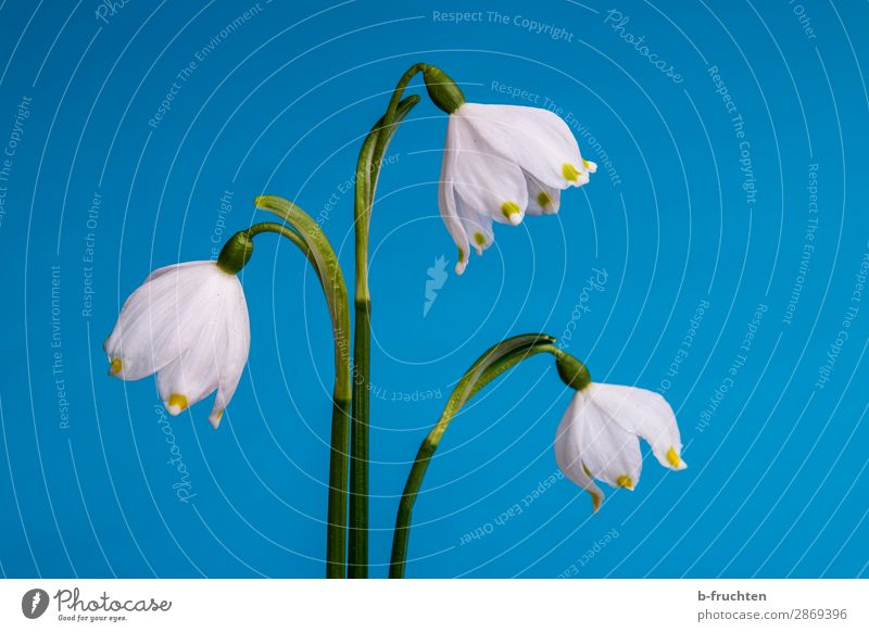 Hurra, Frühjahr! Frühling Schönes Wetter Pflanze Blume Blüte wählen Blick elegant frisch schön blau grün weiß Frühlingsblume Märzenbecher frühlingsknotenblume