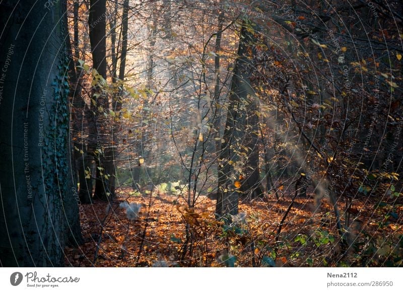 Wilder Wald Umwelt Natur Landschaft Pflanze Erde Herbst Schönes Wetter Baum Sträucher Moos Efeu Blatt authentisch bedrohlich fantastisch natürlich wild braun