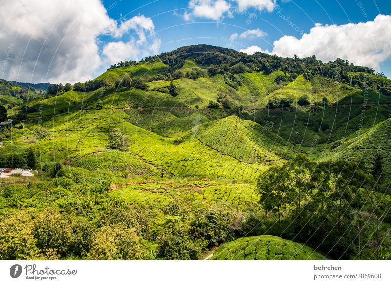 schlaraffenland | für teegenießer Sonnenlicht Kontrast Licht Tag Menschenleer Außenaufnahme Farbfoto Fernweh cameron highlands Malaysia Asien grün fantastisch