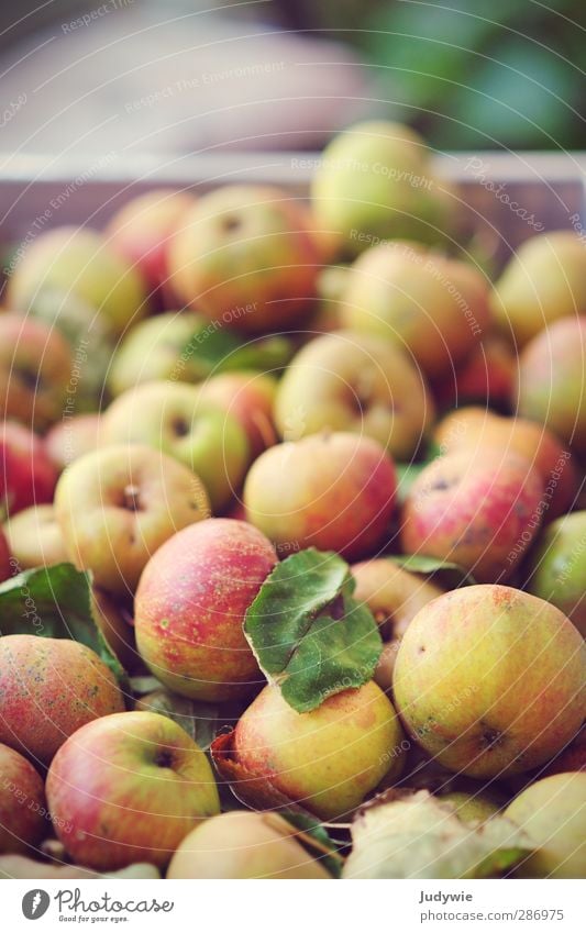 An apple a day .. Lebensmittel Frucht Apfel Ernährung Picknick Bioprodukte Vegetarische Ernährung Gesundheit Küche Erntedankfest Fitness Sport-Training Natur