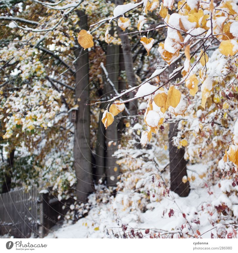 Winter im Herbst Umwelt Natur Landschaft Klima Klimawandel Eis Frost Schnee Baum Blatt Wald ästhetisch Einsamkeit einzigartig Idylle kalt Leben ruhig schön