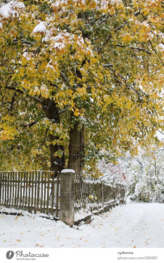 Wintereinbruch Umwelt Natur Herbst Klima Klimawandel Eis Frost Schnee Baum Garten ästhetisch Einsamkeit einzigartig Idylle kalt Leben ruhig schön skurril