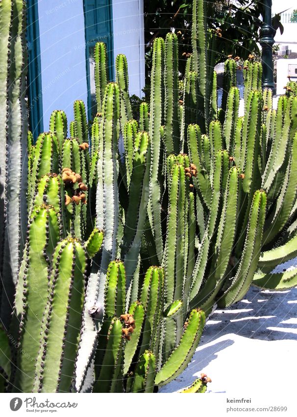 kaktuswäldchen Kaktus grün Insel Sonne