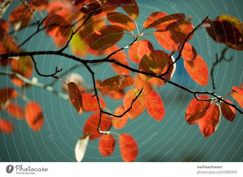 Herbstfarben Umwelt Natur Pflanze Sonnenlicht Baum Blatt Grünpflanze Buche Ast Zweige u. Äste Garten Park Holz Ornament Linie alt hängen leuchten verblüht