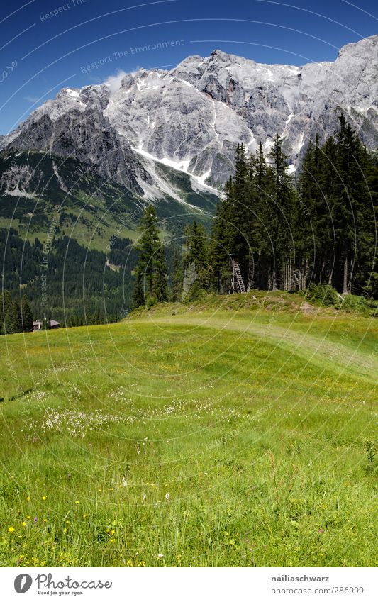 Alpenwiese Umwelt Natur Landschaft Pflanze Himmel Sommer Schönes Wetter Feld Felsen Berge u. Gebirge Hochkönig Schneebedeckte Gipfel Erholung Fröhlichkeit