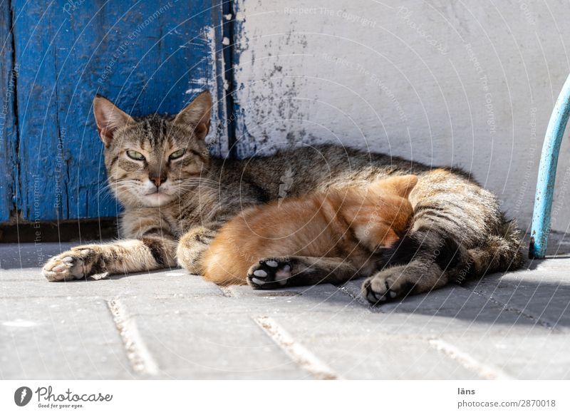 Tischlein deck dich Essaouira Mauer Wand Tier Katze 2 liegen trinken Zusammensein feminin Zufriedenheit Leidenschaft Liebe geduldig ruhig Zusammenhalt Hauskatze