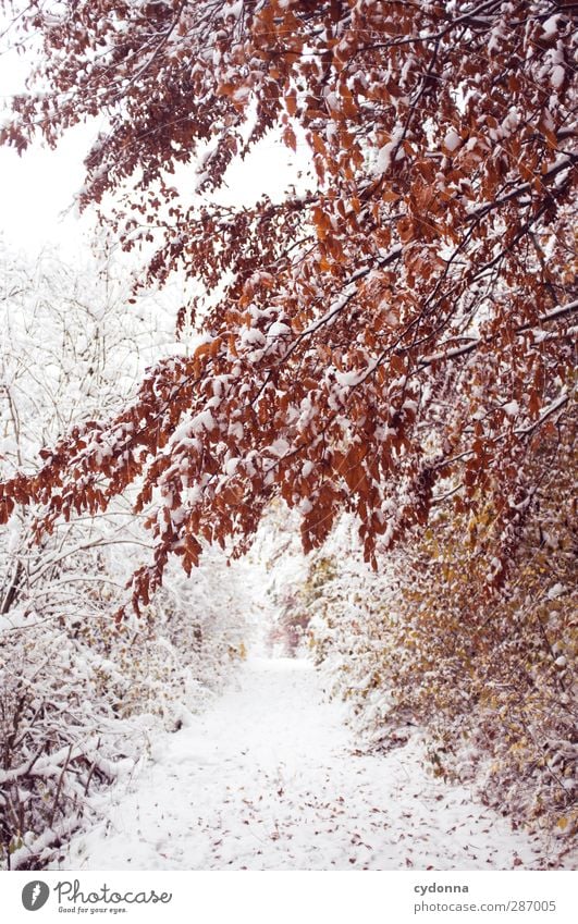 Warme Farben an kalten Tagen Umwelt Natur Landschaft Herbst Winter Klima Klimawandel Eis Frost Schnee Baum Sträucher Wald ästhetisch Einsamkeit einzigartig