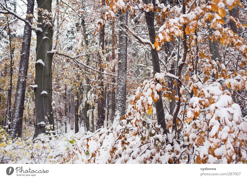Waldstück Umwelt Natur Herbst Winter Klima Klimawandel Eis Frost Schnee Baum ästhetisch Einsamkeit einzigartig entdecken Idylle kalt Leben ruhig schön skurril