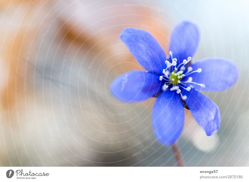 Blüte eines Leberblümchen Natur Pflanze Frühling Blume Wald nah blau braun grau Blütenpflanze Nahaufnahme Makroaufnahme Querformat Frühblüher Frühlingsblume