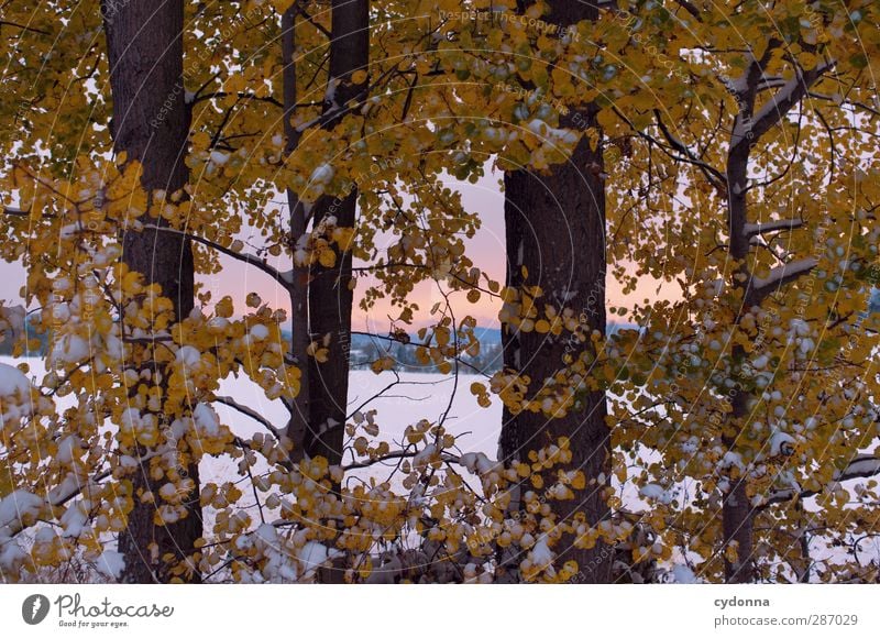 Blätterrauschen Umwelt Natur Landschaft Sonnenaufgang Sonnenuntergang Herbst Winter Klima Klimawandel Eis Frost Schnee Baum Wiese ästhetisch einzigartig erleben