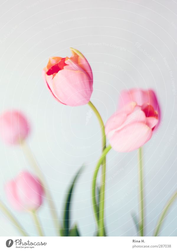 Umgarnen Blume Tulpe Brunft berühren Blühend ästhetisch elegant Liebe Farbfoto Innenaufnahme Menschenleer Textfreiraum oben Schwache Tiefenschärfe