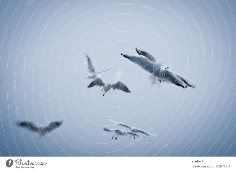 Luftnummer nur Himmel Ostsee Meer Vogel 4 Tier Schwarm fliegen Jagd kämpfen Konflikt & Streit blau grau weiß Möwe Gedeckte Farben Außenaufnahme Menschenleer