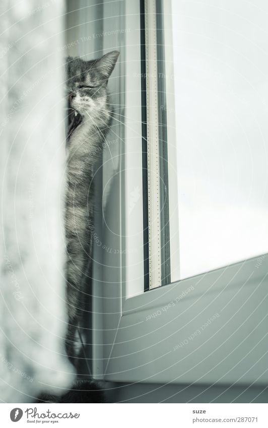 Morgääähn Tier Fenster Fell Haustier Katze 1 authentisch hell niedlich weich grau Langeweile Müdigkeit gähnen Hauskatze sanft Gardine Fensterbrett tierisch