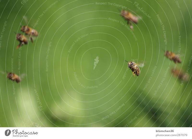 HAPPY BIRTHDAY MONTECARLO Tier Nutztier Biene Schwarm Arbeit & Erwerbstätigkeit fliegen tragen schön Ausdauer Teamwork Ausflug fleißig emsig diszipliniert Honig