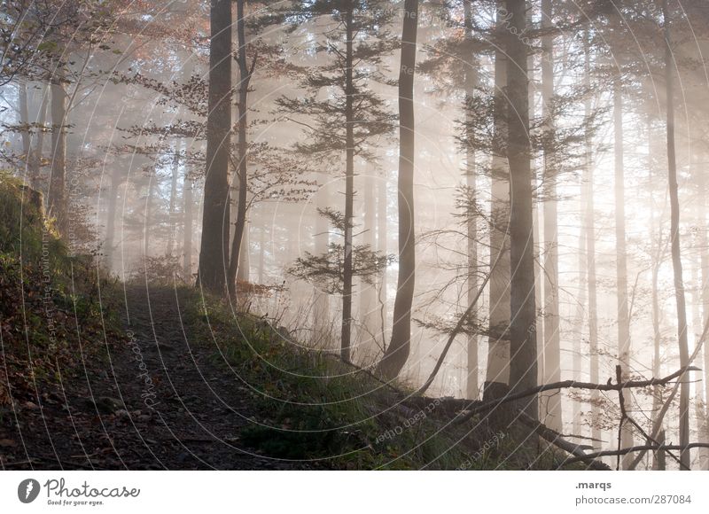 Anstieg Ausflug Umwelt Natur Landschaft Herbst Klima Nebel Wald Wege & Pfade frisch schön Wärme Stimmung Wandel & Veränderung Zukunft mystisch Religion & Glaube