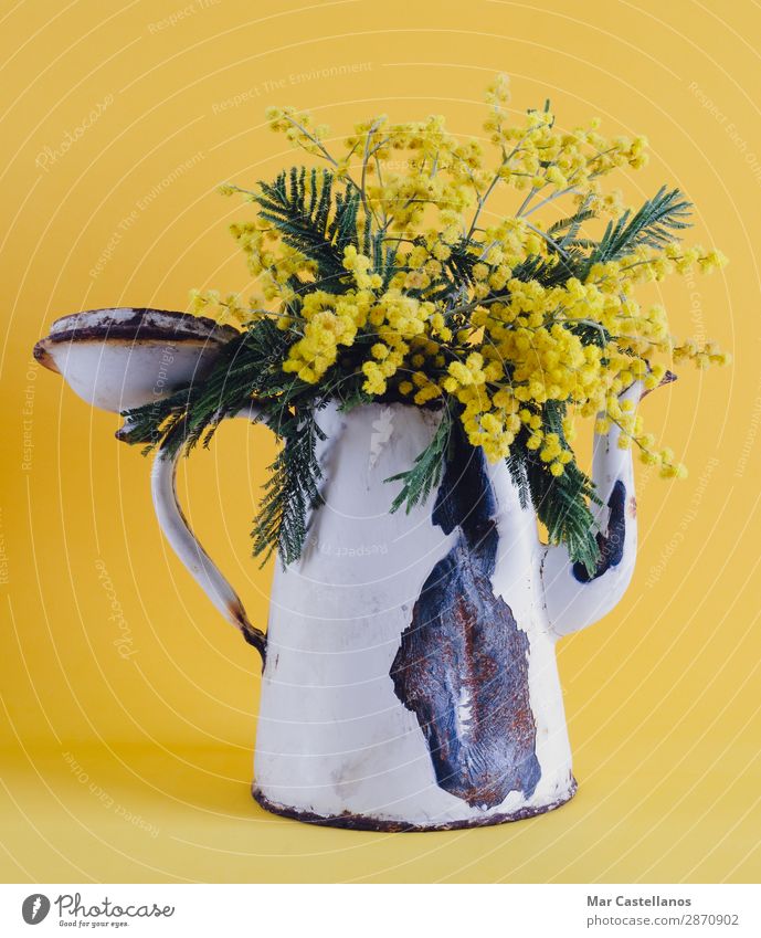 Alte Kaffeekanne als Vase mit Akazienblüten. Design Dekoration & Verzierung Natur Pflanze Frühling Baum Blume Blatt Blüte Grünpflanze Wildpflanze exotisch