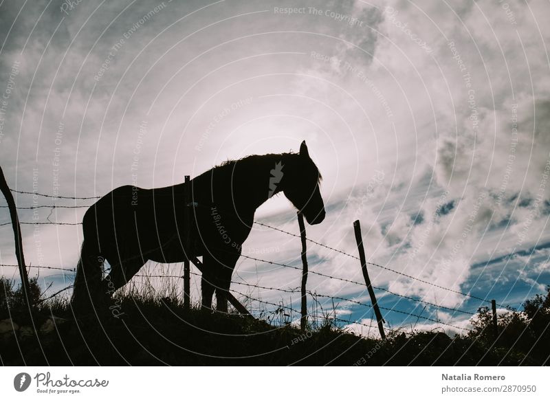 Landschaft eines Pferdes gegen das Licht schön Leben Ferien & Urlaub & Reisen Sonne Berge u. Gebirge Schere Mensch Kunst Natur Tier Himmel Wolken Horizont Baum