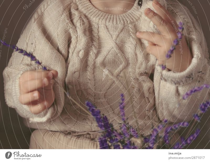 Lavendelduft kitzelt die Nase Mensch Kind Kleinkind Mädchen Junge Kindheit Leben 1 1-3 Jahre 3-8 Jahre Mode Bekleidung Pullover Strickmuster Strickpullover Duft