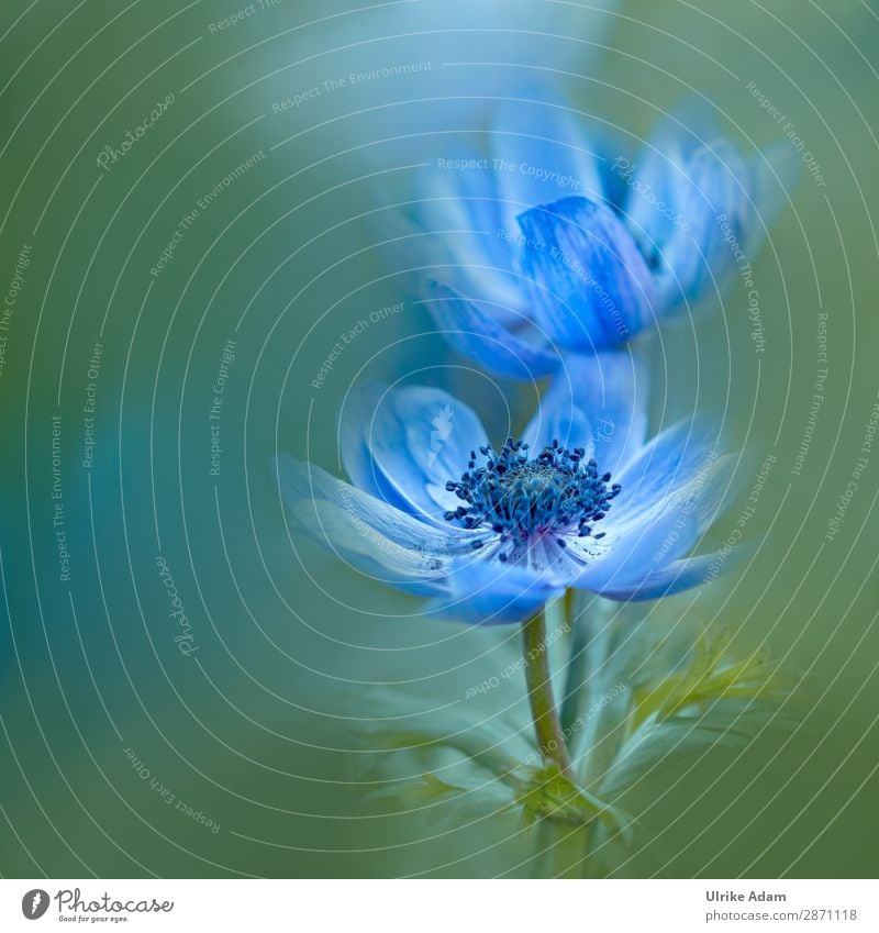 Blaue Anemonen - Blumen und Natur elegant Design Wellness harmonisch Zufriedenheit Erholung ruhig Meditation Spa Dekoration & Verzierung Tapete Bild