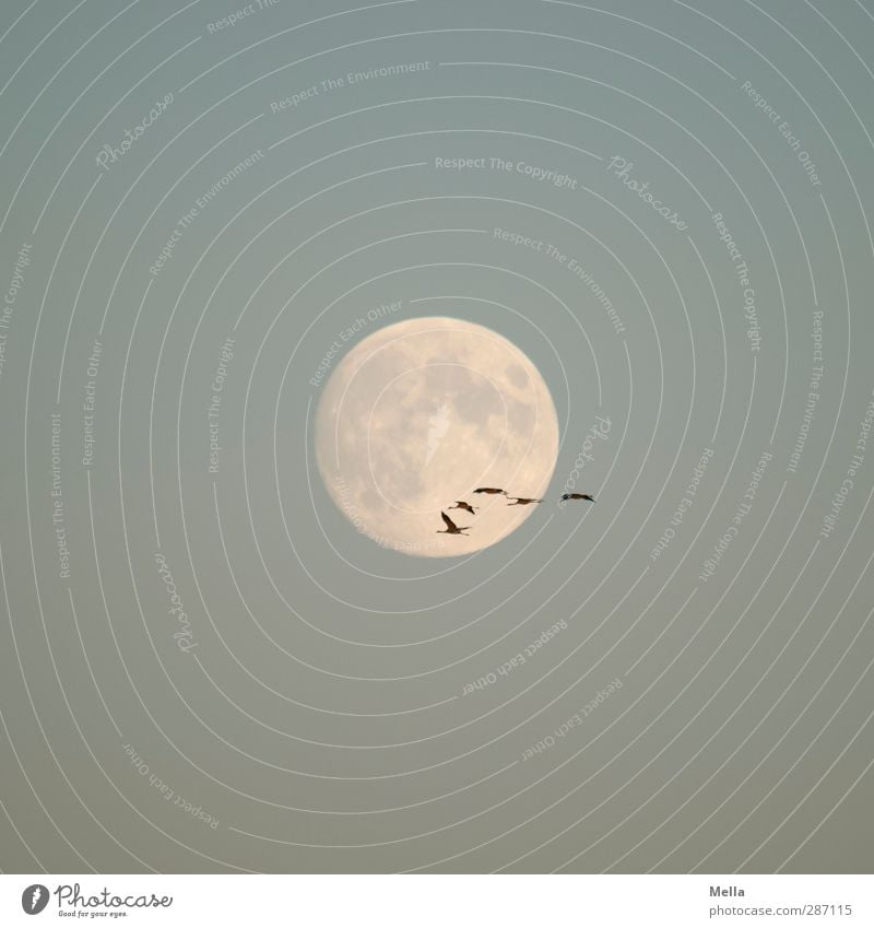 Moonlight Flying Part III Umwelt Natur Tier Luft Himmel Wolkenloser Himmel Mond Vollmond Vogel Kranich Tiergruppe Schwarm fliegen leuchten frei Zusammensein