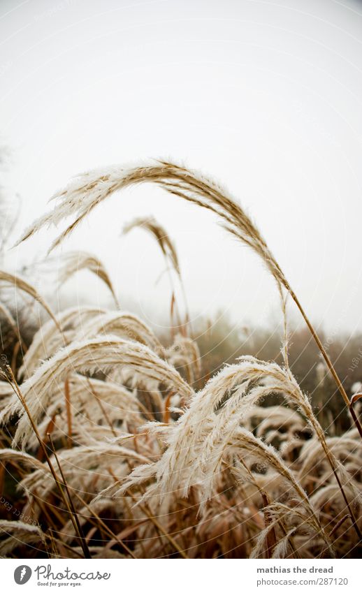 VÄTERCHEN FROST Umwelt Natur Landschaft Pflanze Himmel Wolken Horizont Winter Klima schlechtes Wetter Eis Frost Blume Gras Sträucher dunkel kalt schön trist