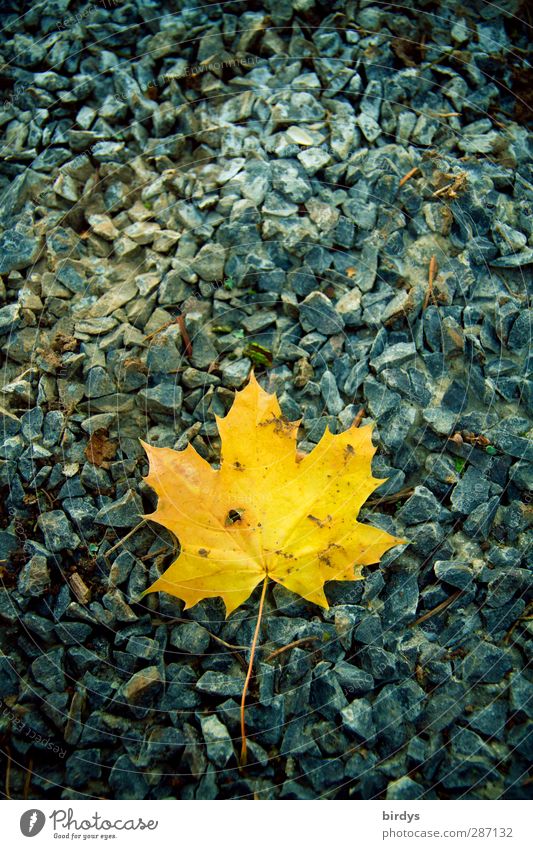 kanadischer Herbst Blatt Stein leuchten liegen ästhetisch positiv blau gelb Natur Wandel & Veränderung 1 Kies Ahornblatt Herbstfärbung Farbfoto Außenaufnahme