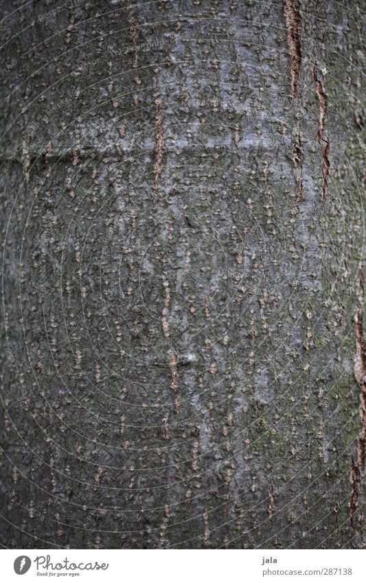 rinde Umwelt Natur Pflanze Baum natürlich braun Baumstamm Baumrinde Farbfoto Außenaufnahme Menschenleer Textfreiraum links Textfreiraum rechts Textfreiraum oben