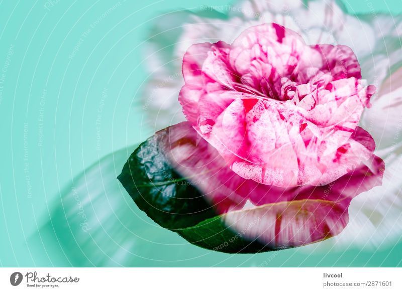 rosa Rose auf grünem Hintergrund schön Erholung Natur Frühling Blume Blüte Garten Coolness niedlich rot bequem Farbe rote Blume defokussiert Korallenfarbe