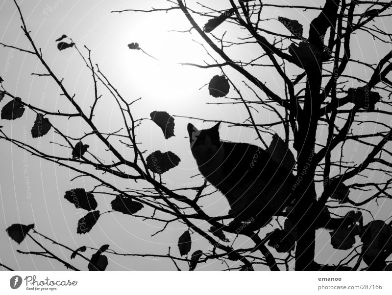 Klettermax Sonne Herbst Baum Blatt Tier Haustier Katze 1 Bewegung Jagd Blick sitzen hoch schwarz Konzentration Klettern Spielen Ast filigran Vorsicht achtsam