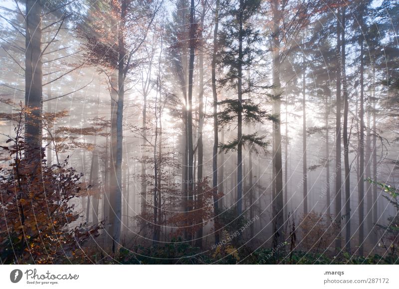 Erscheinung Abenteuer Umwelt Natur Landschaft Urelemente Sommer Herbst Klima Nebel Wald Zeichen außergewöhnlich kalt schön Stimmung Beginn Leben