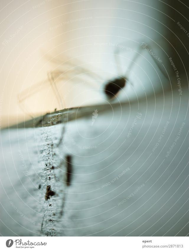 Auf der Flucht Spinne Unschärfe verschwommen Silhouette Beine Außenaufnahme Makroaufnahme Nahaufnahme Tier