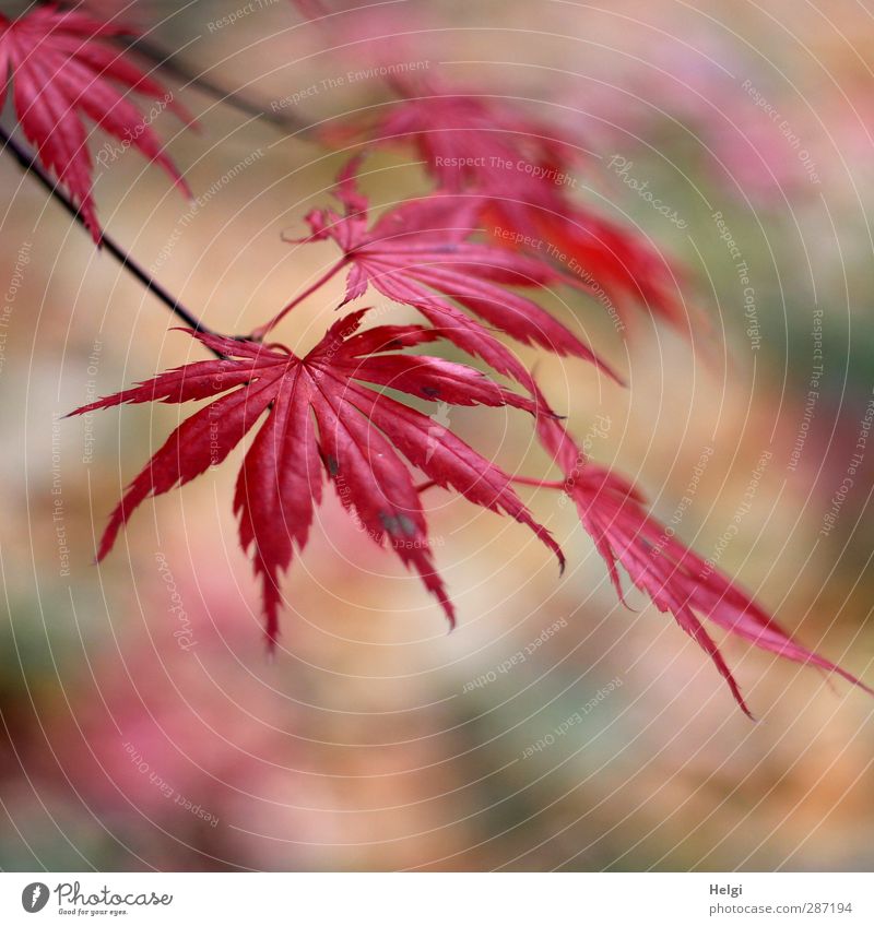 Herbst in rot... Umwelt Natur Pflanze Baum Blatt Ahorn Ahornblatt Garten alt hängen dehydrieren Wachstum ästhetisch authentisch schön natürlich braun grün
