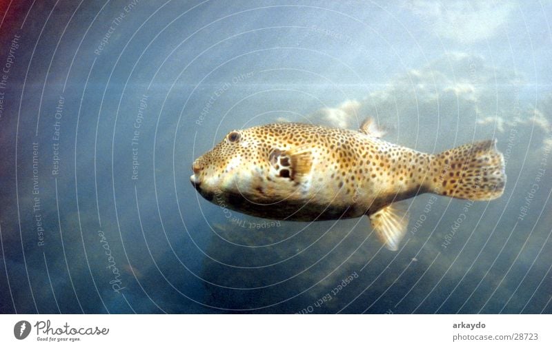 fisch-eilat Aquarium Kugelfisch Fisch getigert Rotes Meer deepsea