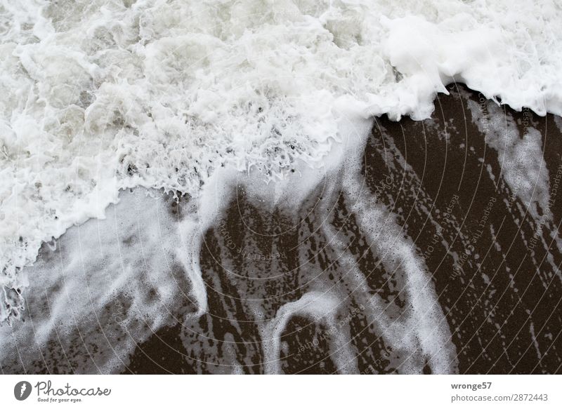 Brandungswelle Natur Sand Wasser Wind Sturm Wellen Küste Strand Ostsee bedrohlich Flüssigkeit maritim nass grau schwarz weiß Wasseroberfläche Meer