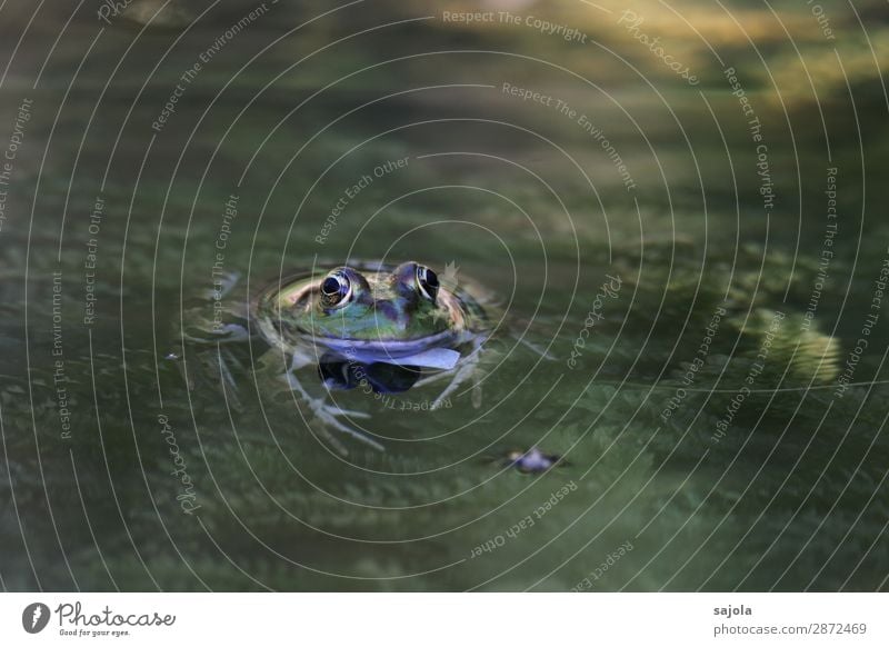 frosch im teich Schwimmen & Baden Umwelt Natur Tier Wasser Pflanze Grünpflanze Teich Wildtier Frosch Tiergesicht Amphibie 1 beobachten Erholung Blick schleimig
