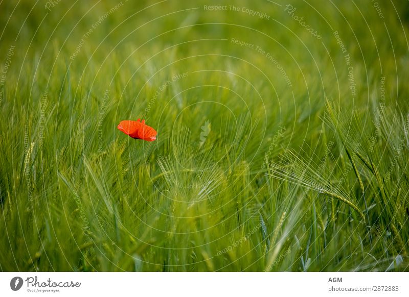 einzelner roter Mohn inmitten eines saftig grünen Weizenfeldes Sommer Umwelt Natur Pflanze Schönes Wetter Nutzpflanze Wildpflanze Feld Wachstum natürlich schön