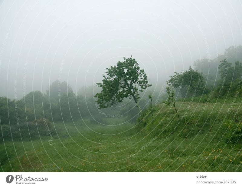 FOG Landschaft schlechtes Wetter Nebel Regen Baum Sträucher Nutzpflanze Feld Traurigkeit weinen wild grün Gelassenheit geduldig ruhig Verzweiflung Nervosität