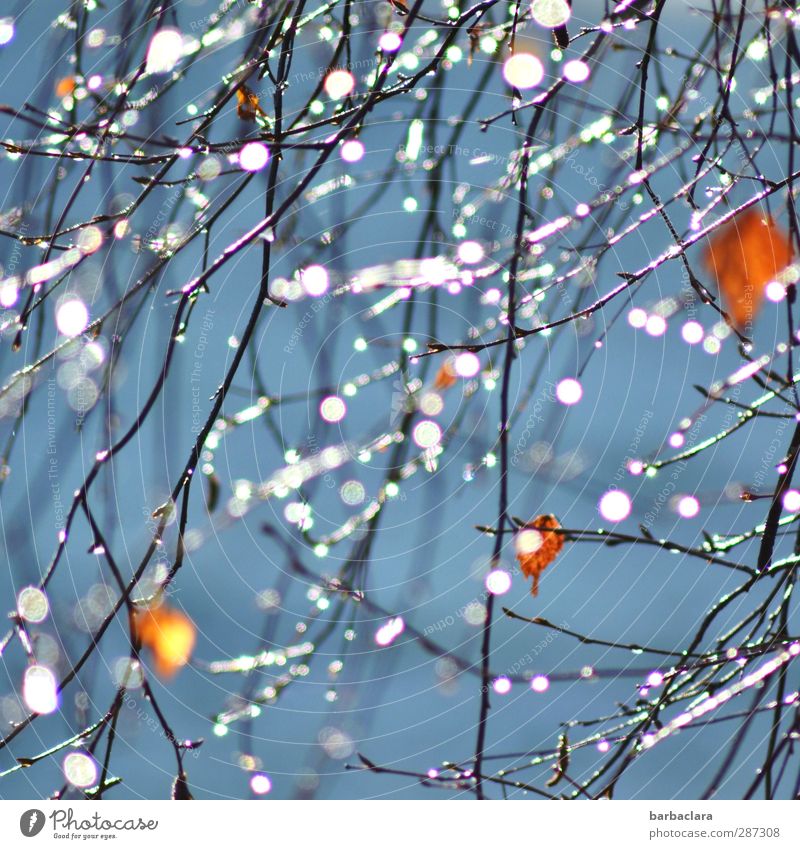 Happy Birthday, Photocase... Wassertropfen Himmel Sonne Herbst Baum Sträucher Blatt Ast Zweig Linie Tropfen glänzend leuchten frisch hell viele blau orange weiß