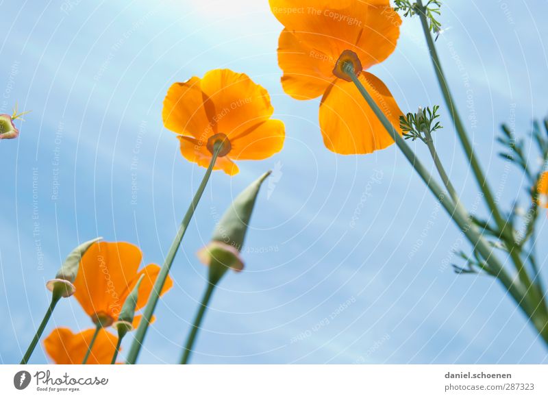 ...und noch ein paar Blümchen für photocase Natur Pflanze Sommer Schönes Wetter Blüte Wiese blau orange Mohn Islandmohn Farbfoto mehrfarbig Froschperspektive