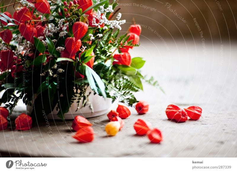 Happy Birthday, photocase! Pflanze Blume Blumenstrauß Blühend liegen frisch grün rot Stimmung ruhig Verfall Stillleben abgefallen Farbfoto mehrfarbig